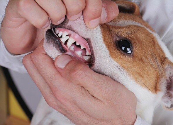 Mouth Inflammation and Ulcers (Chronic) in Dogs